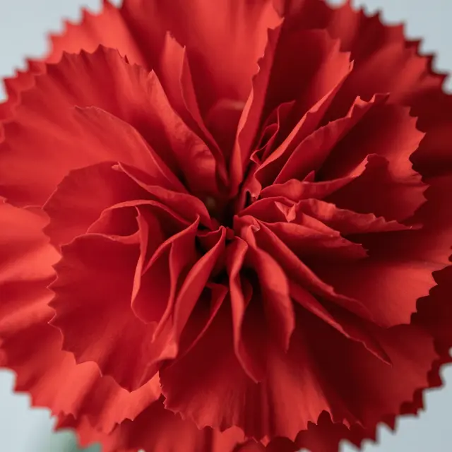 Extreme macro close up of ruffled layered red carnation petals in soft diffused light
