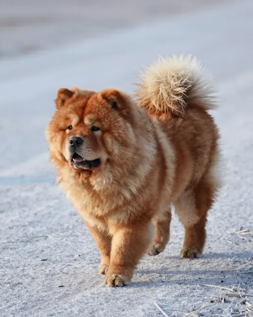 Fluffy red Chow Chow walks across a sunlit frosty winter path