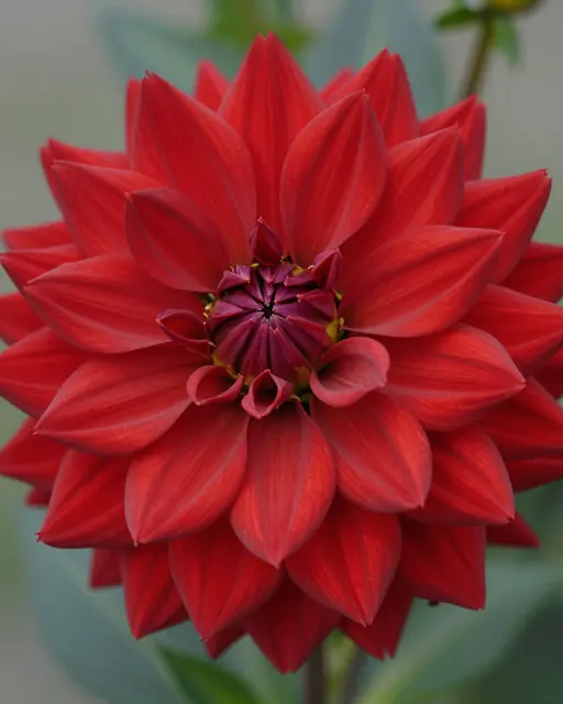 A close-up of a vibrant red dahlia with narrow spiky petals against soft blurred green foliage