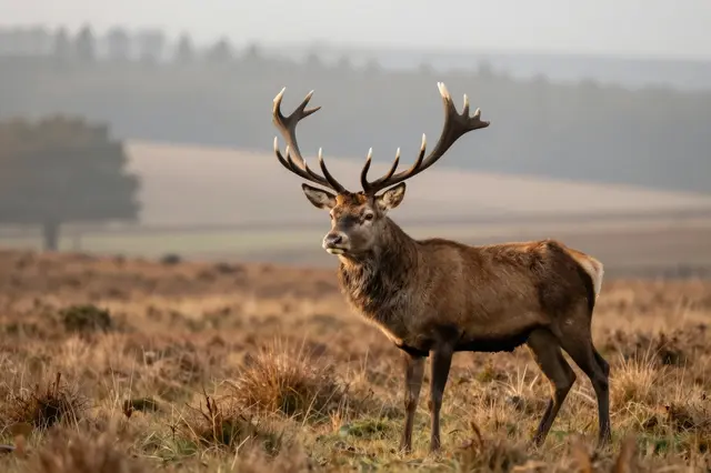A large red deer stag stands in misty highland grassland at soft golden sunrise