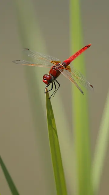 A bright red dragonfly perches on the tip of a tall green grass blade against a blurred neutral background.