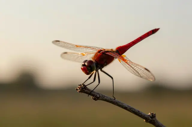 A vivid red dragonfly perched on a thin twig against a soft blurred sunset sky