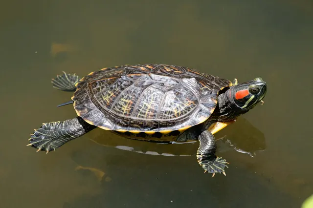 A red-eared slider turtle floats at the surface of murky pond water in bright daylight