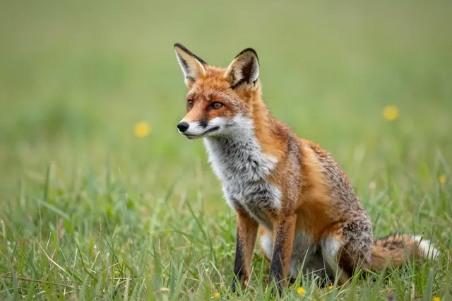 A red fox sits upright in tall green grass, looking off to the side.