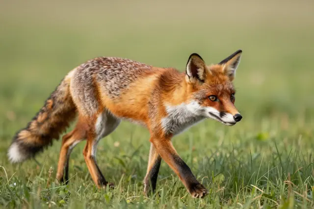A red fox walks slowly across tall green grass in an open meadow