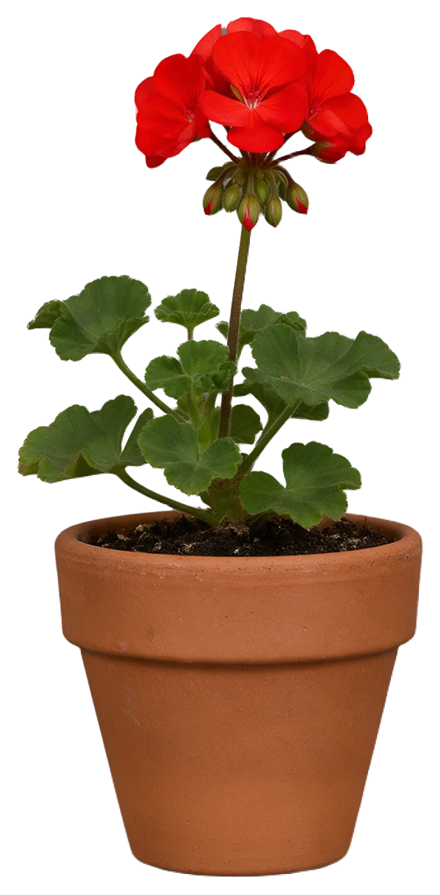 A blooming red geranium plant growing in a small terracotta pot with dark potting soil.