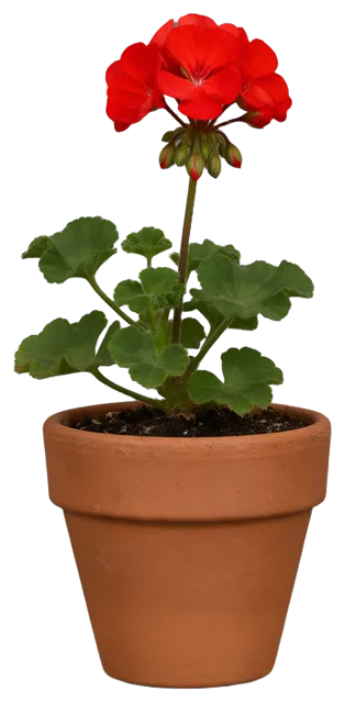 A blooming red geranium plant growing in a small terracotta pot with dark potting soil.