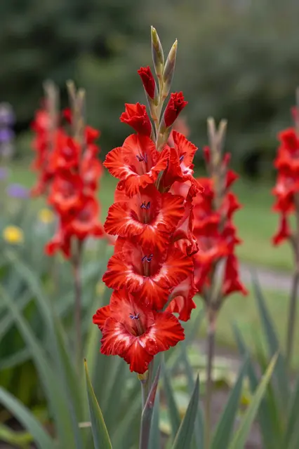 Sharp foreground red gladiolus spike with ruffled blooms stands out against a soft blurred garden background