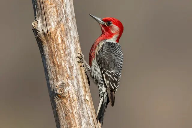 A red-headed woodpecker clings to a weathered wooden post against a soft blurred neutral background