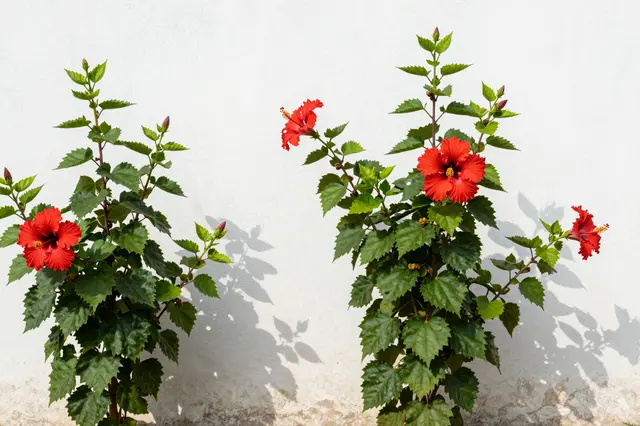 Blooming red hibiscus shrubs cast sharp shadows on a sunlit whitewashed garden wall.