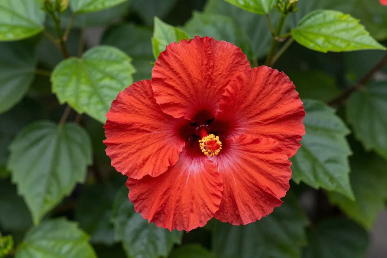 Vibrant red hibiscus flower in sharp focus against blurred green tropical foliage