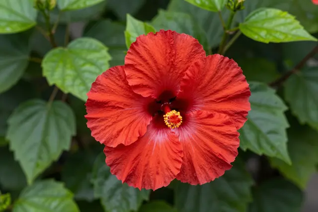Vibrant red hibiscus flower in sharp focus against blurred green tropical foliage