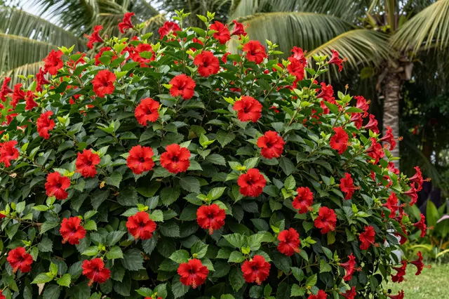 Dense hibiscus bush covered in bright red blooms with palm trees in the tropical background