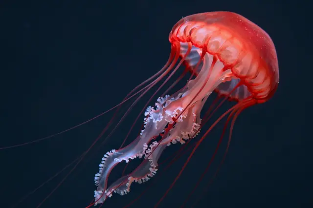 A translucent red jellyfish with long trailing tentacles floats against a dark deep ocean background.