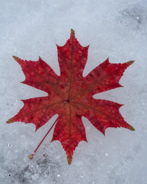 A vibrant red maple leaf rests embedded in frosty clear ice dotted with tiny air bubbles.