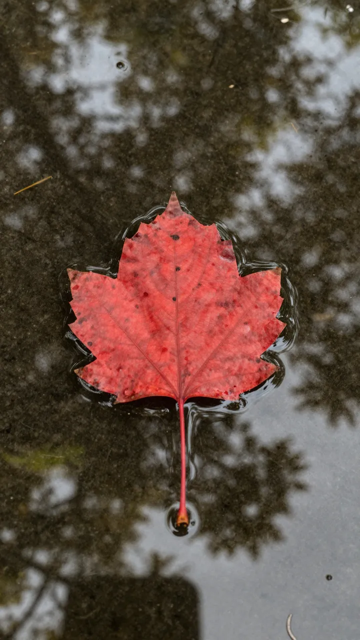 A single vibrant red maple leaf floats on dark puddle water with blurred tree reflections.
