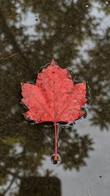 A single vibrant red maple leaf floats on dark puddle water with blurred tree reflections.