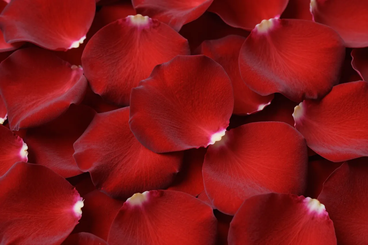 Close-up full frame shot of piled velvety deep red rose petals