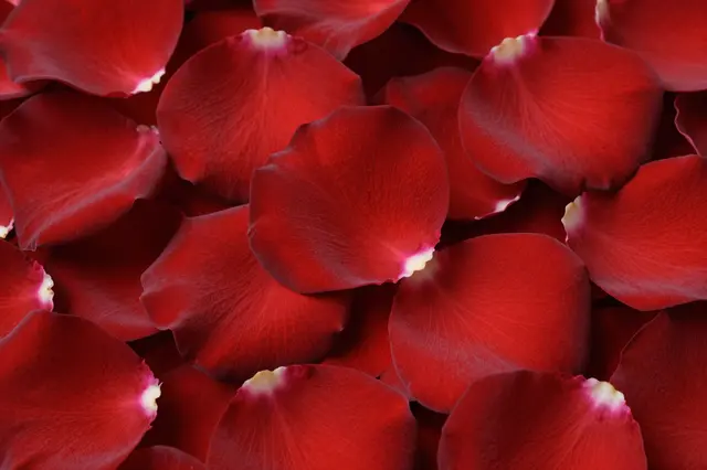 Close-up full frame shot of piled velvety deep red rose petals