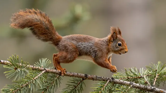 A red squirrel mid-leap with a bushy outstretched tail balances on a pine branch in soft forest light