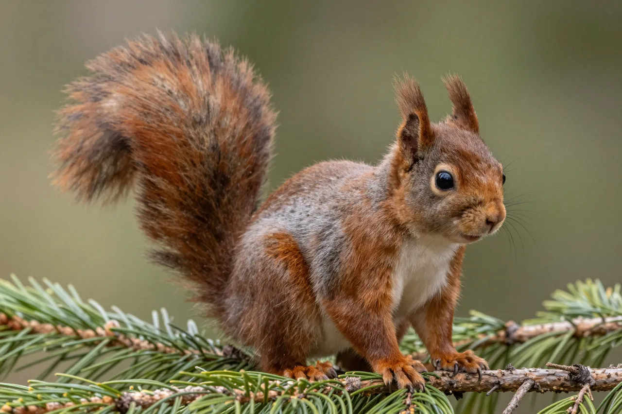 A tufted eared red squirrel perches on a pine branch against soft blurred foliage