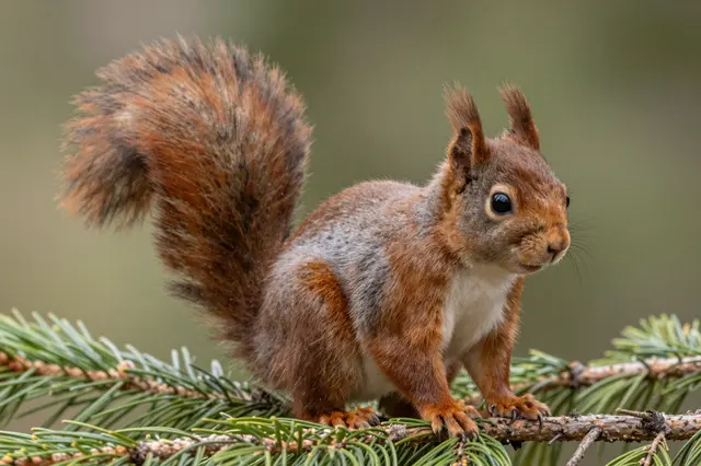 A tufted eared red squirrel perches on a pine branch against soft blurred foliage