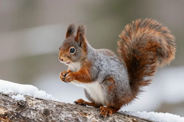 A red squirrel sits upright on a snow-dusted wooden log in winter