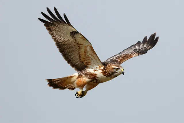 A red-tailed hawk flies with spread wings against a pale overcast sky