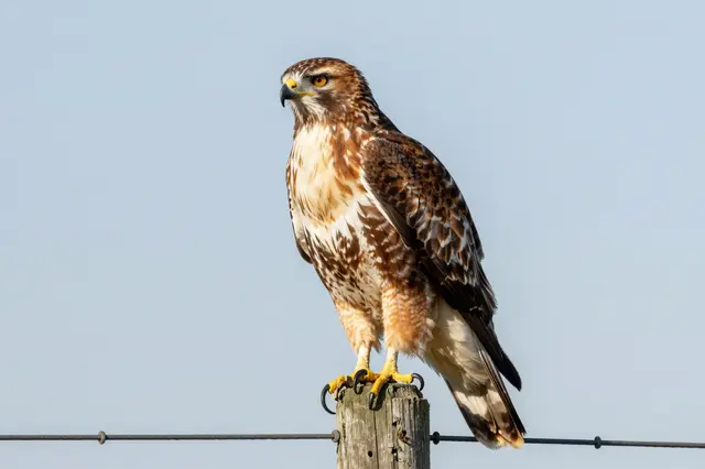 A red-tailed hawk perches alertly on a weathered wooden fence post against a pale clear sky