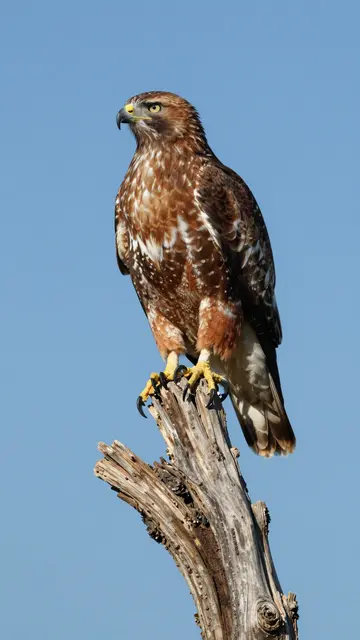 A red-tailed hawk perches on a weathered dead snag against a clear bright blue sky.