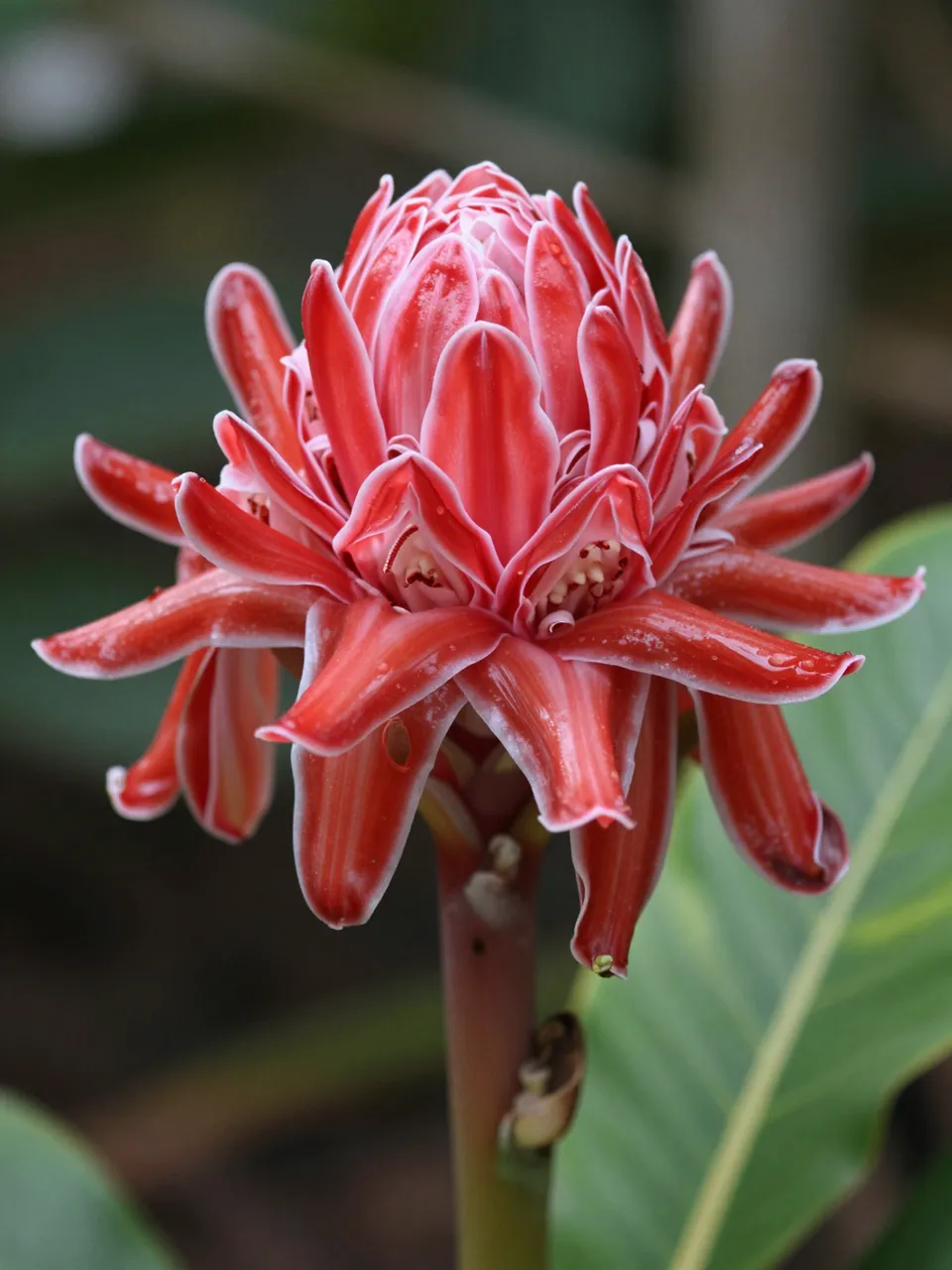 Close up of a vibrant red torch ginger flower with waxy layered bracts set against blurred green foliage