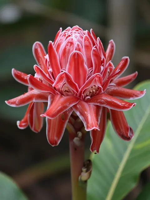 Close up of a vibrant red torch ginger flower with waxy layered bracts set against blurred green foliage