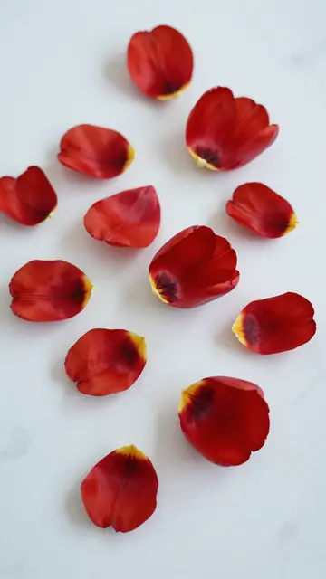 Scattered red tulip petals with yellow bases rest on a smooth white marble surface under soft light