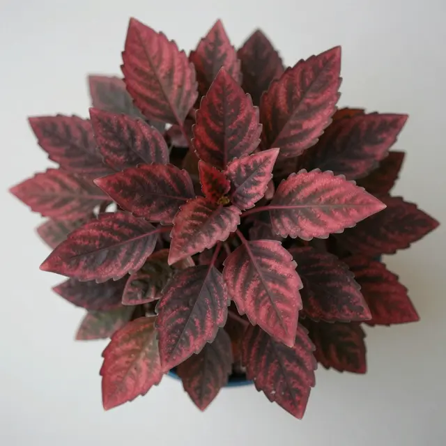 High angle close-up of a red veined patterned houseplant set against a plain light gray background