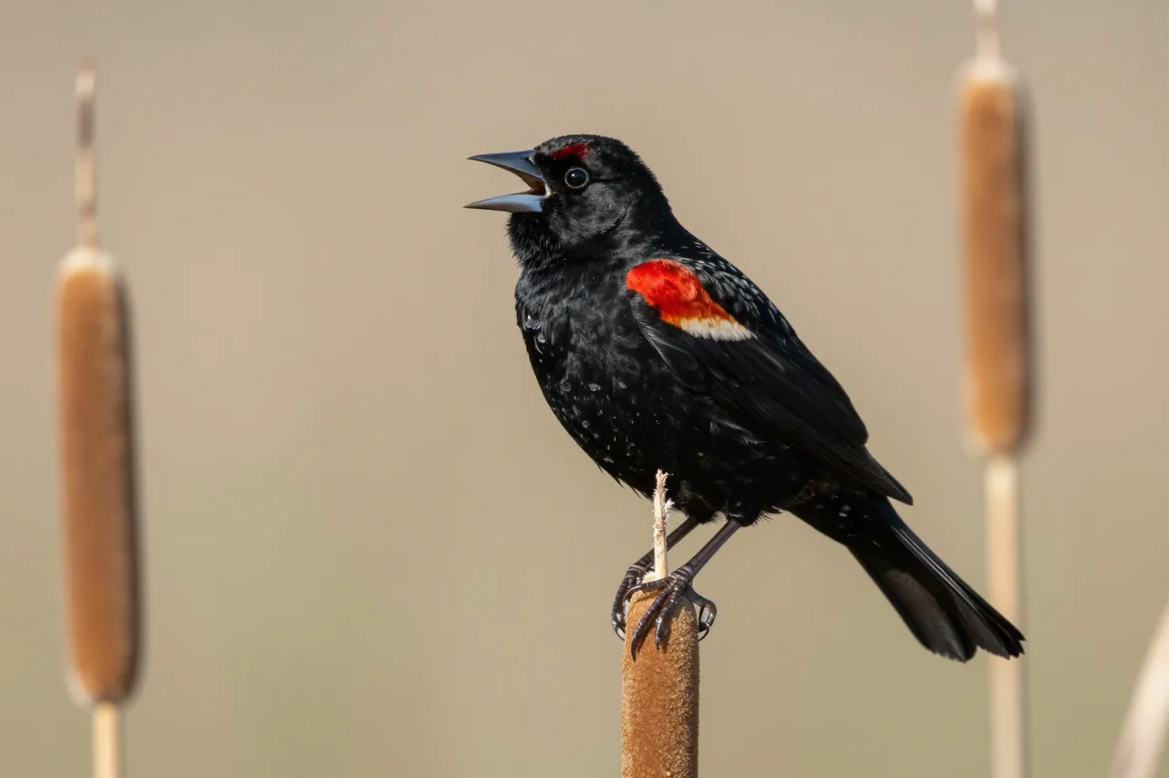 A red-winged blackbird with an open beak perches and sings on a cattail stalk