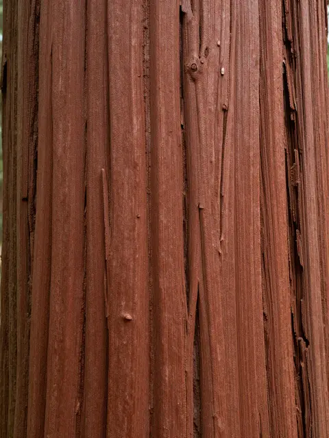 Full frame close-up of fibrous reddish redwood bark with deep vertical stringy furrows