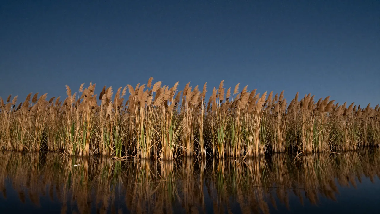 Golden tall reeds grow along still water, their reflection mirrored under a deep dark blue evening sky