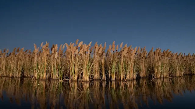 Golden tall reeds grow along still water, their reflection mirrored under a deep dark blue evening sky