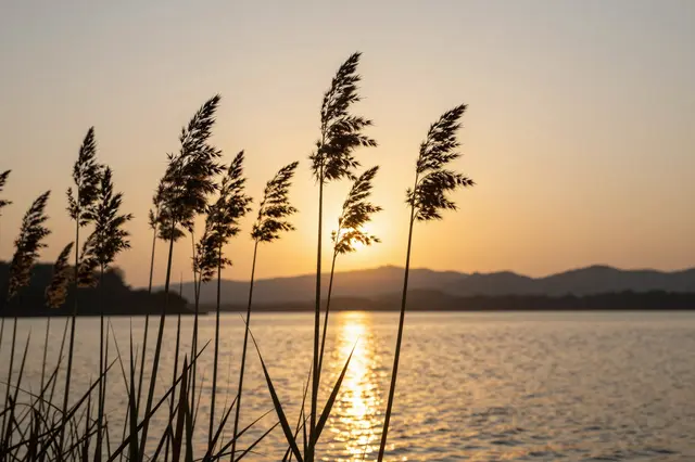 Dark reed silhouettes stand in the foreground above a calm lake reflecting warm golden sunset light