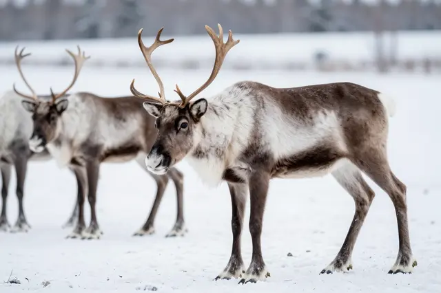 Three reindeer stand on open snow-covered ground with blurred treeline in the distance