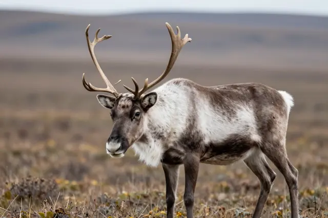 A reindeer with velvet antlers stands still on open low-growing tundra under overcast skies
