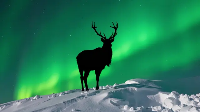 Black reindeer silhouette stands on snowy ridge beneath glowing green northern lights