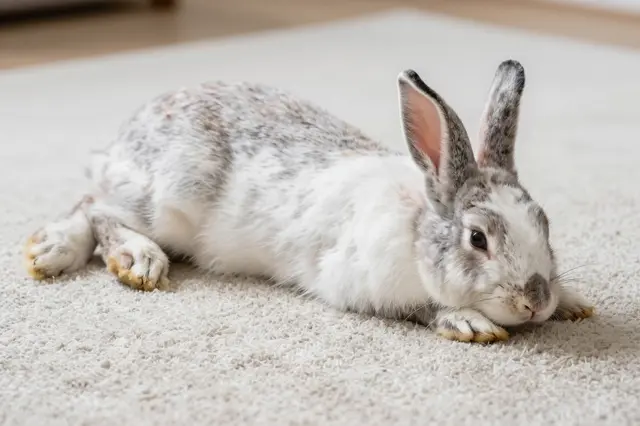 A fluffy gray and white domestic rabbit lies stretched out resting on a light beige carpet