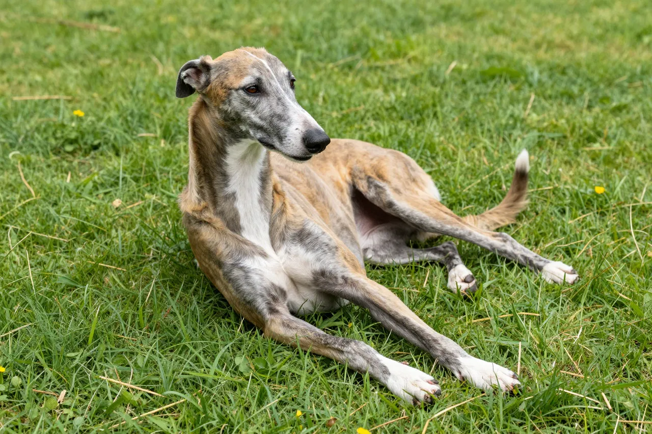 A relaxed brindle greyhound lies stretched out on a sunny green grass lawn.