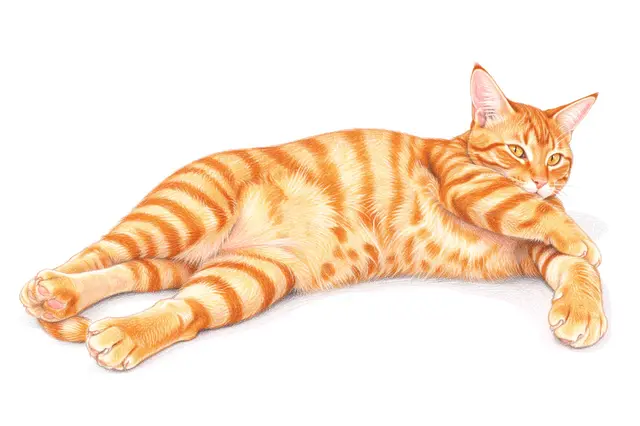 Colored pencil drawing of an orange tabby cat stretched out resting on plain white paper