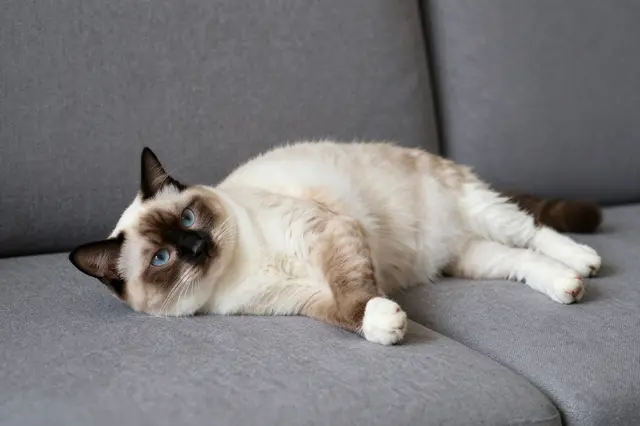 A fluffy seal point ragdoll cat lies casually on a gray fabric sofa looking at the camera.