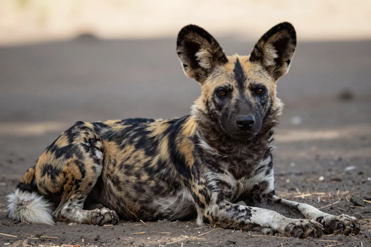 An African wild dog with a mottled patterned coat lies resting on shaded dry dirt, facing the camera calmly.