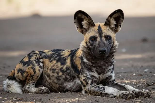 An African wild dog with a mottled patterned coat lies resting on shaded dry dirt, facing the camera calmly.