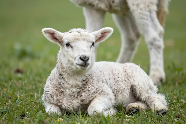 A young woolly lamb lies on green grass with an adult sheep standing behind it