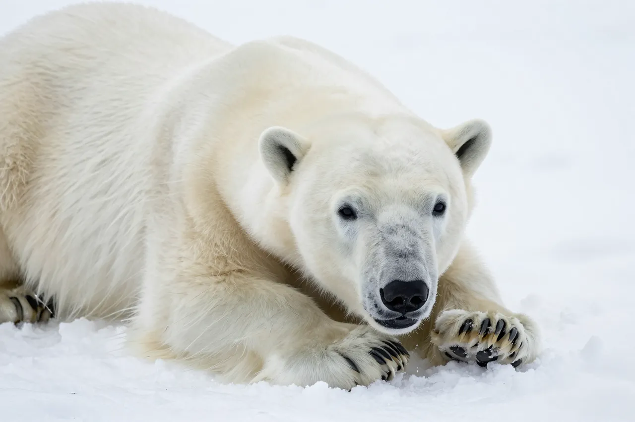 A polar bear lies relaxed on bright white arctic snow, looking directly at the viewer